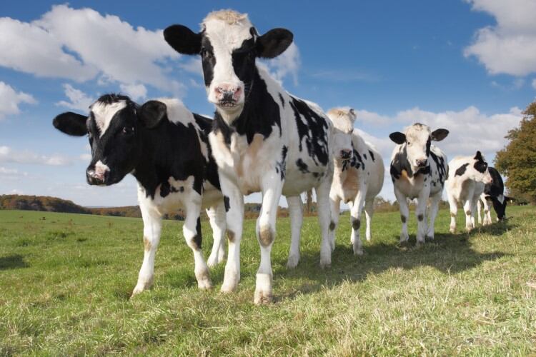 Research-sheds-light-on-liver-abscess-formation-in-Holstein-cattle.jpg