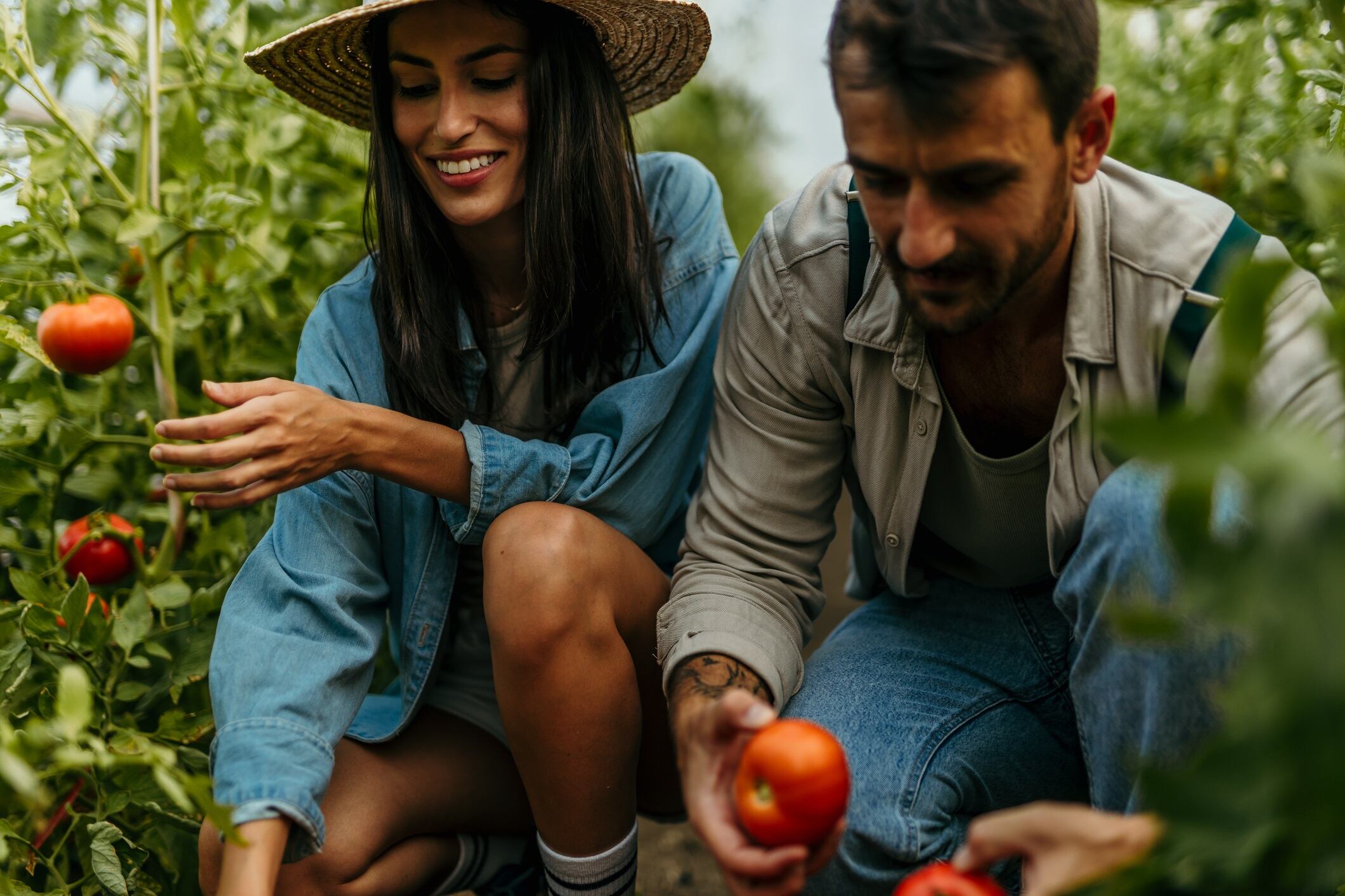 Young happy couple of farmers working in the greenhouse, with organic bio tomatoes, and vegetables. Agriculture healthy food people concept