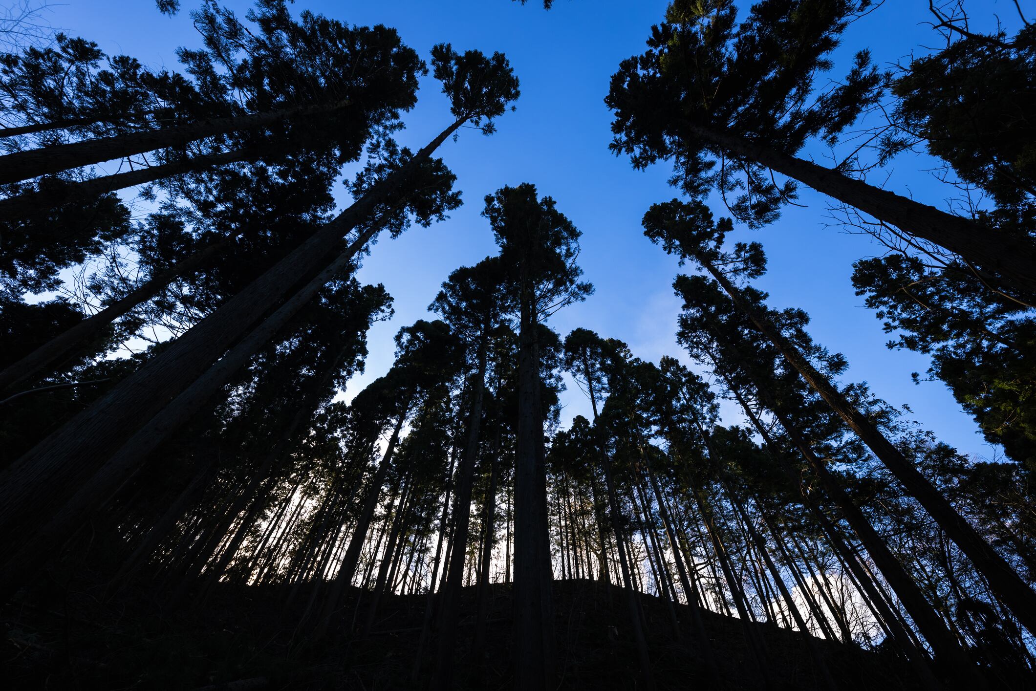 Private forests are at higher risk of severe wildfires: What this means for carbon storage