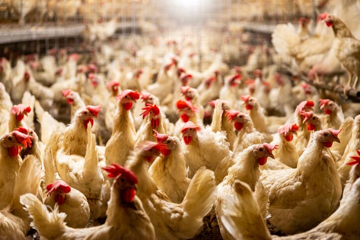 Anatomy of a fall in global feed production  