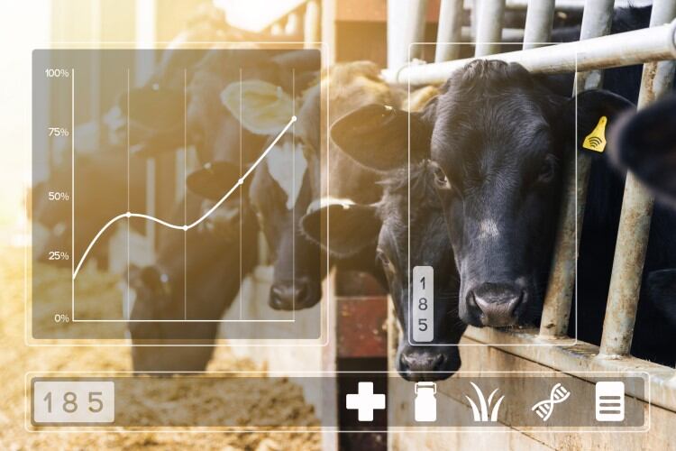 Cheesemaker leverages the power of AI to improve cheese quality, boost yield