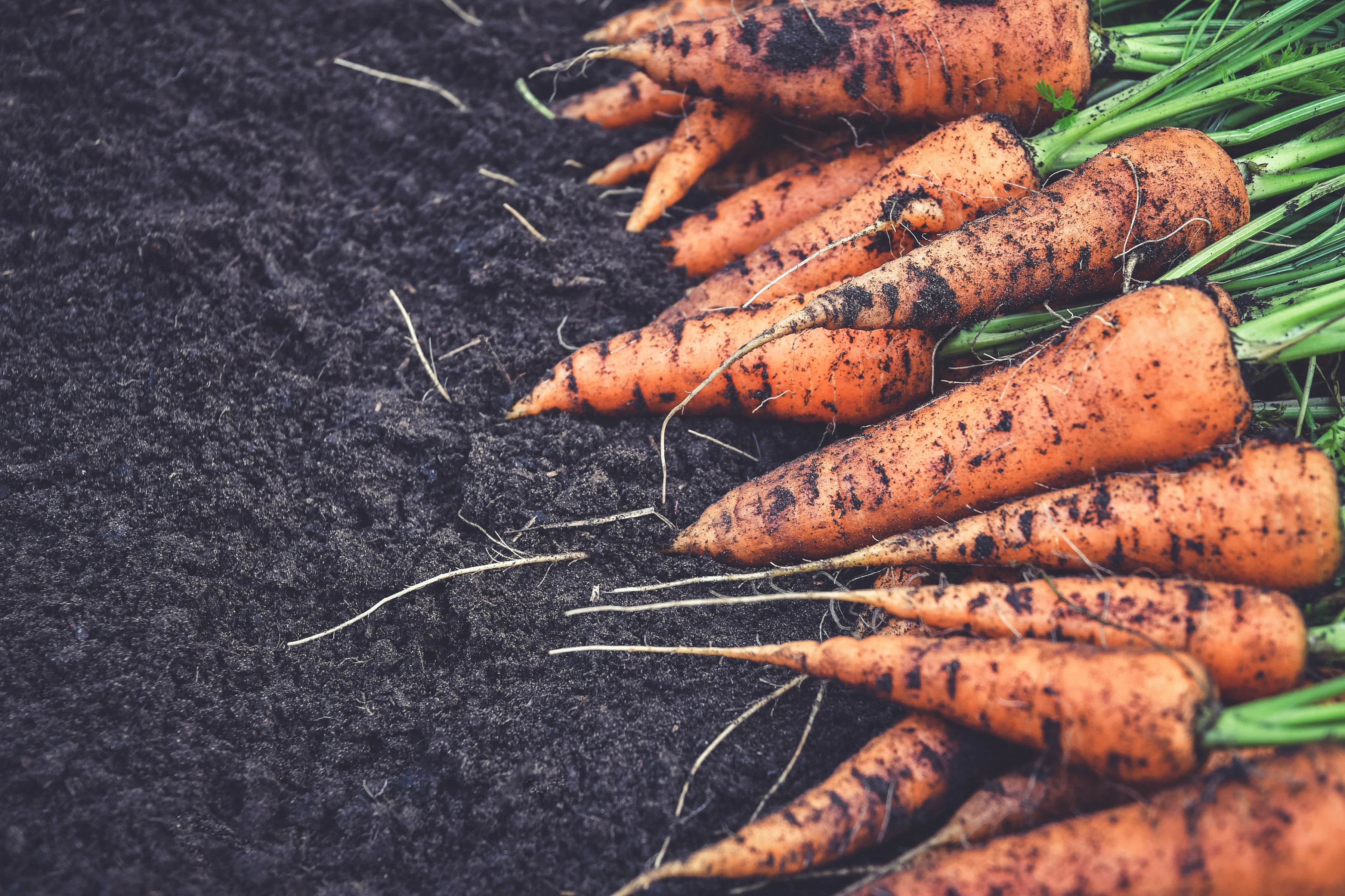From gut health to soil health: Why agriculture must learn from probiotics