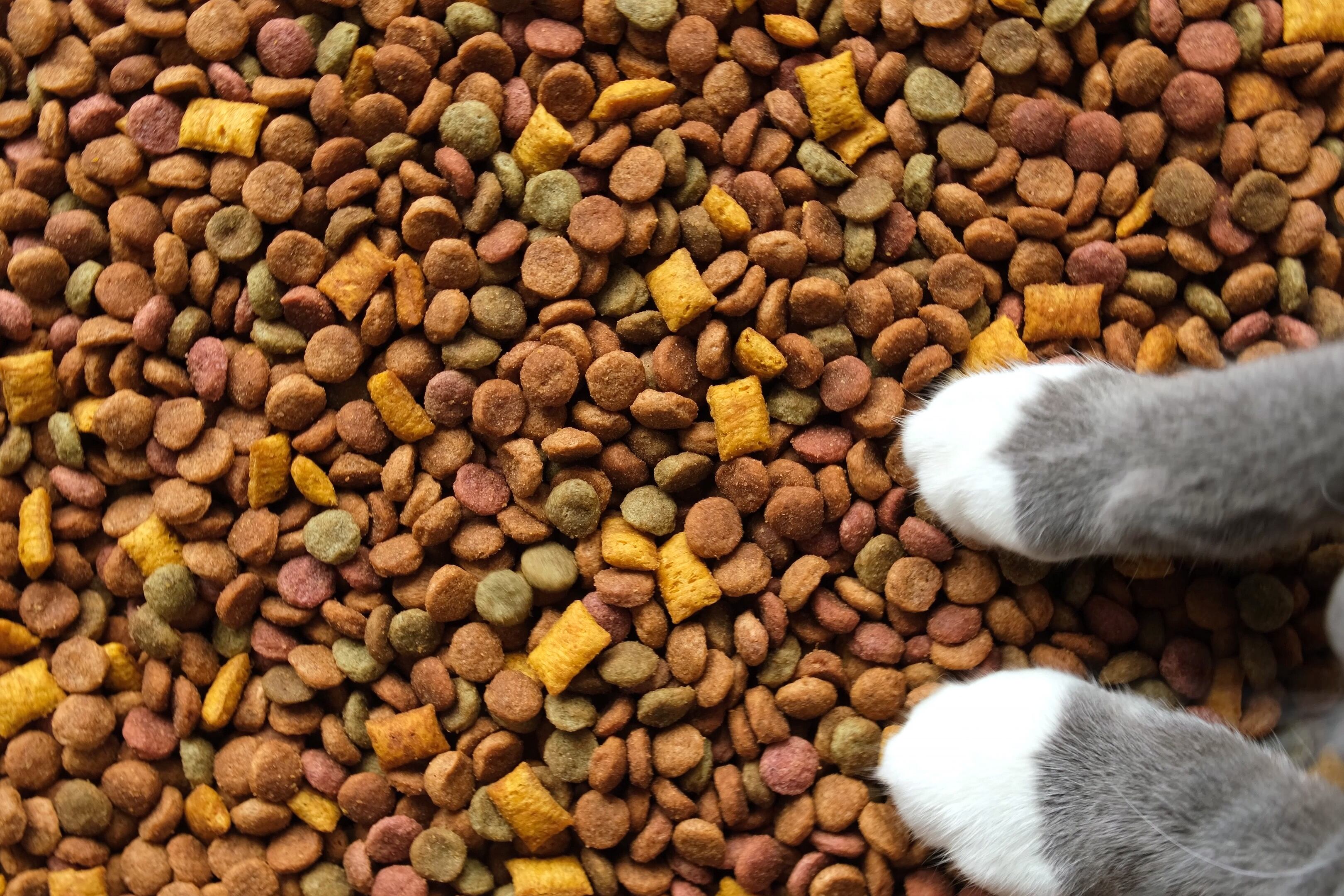 Pet Food Digital Summit 2025: Spotlight on sustainability and microbiome science