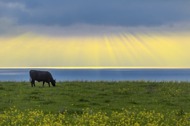 California-s-dairy-sector-could-hit-net-zero-by-2027-study.jpg