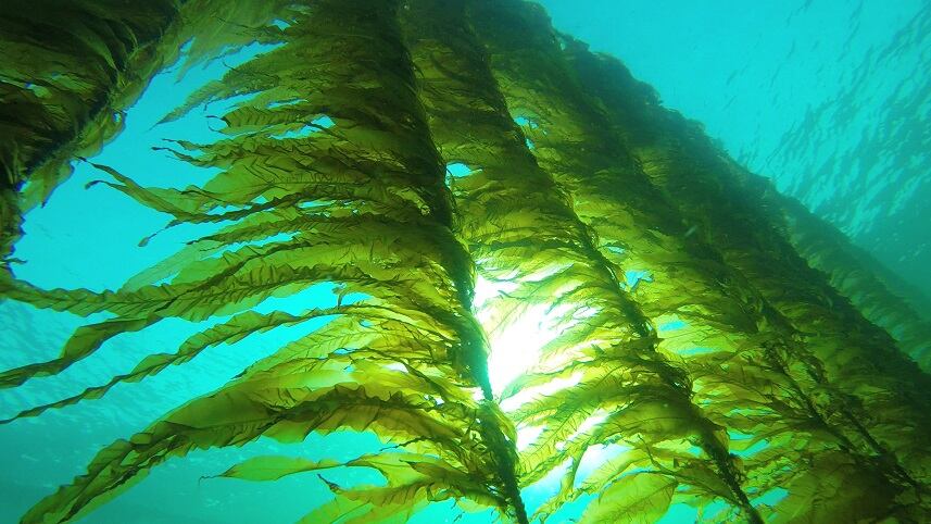 Boosting fish health and milk production in Norway with seaweed