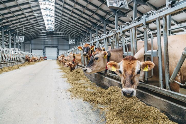 Dairy Margin Coverage program and new visa provisions welcomed