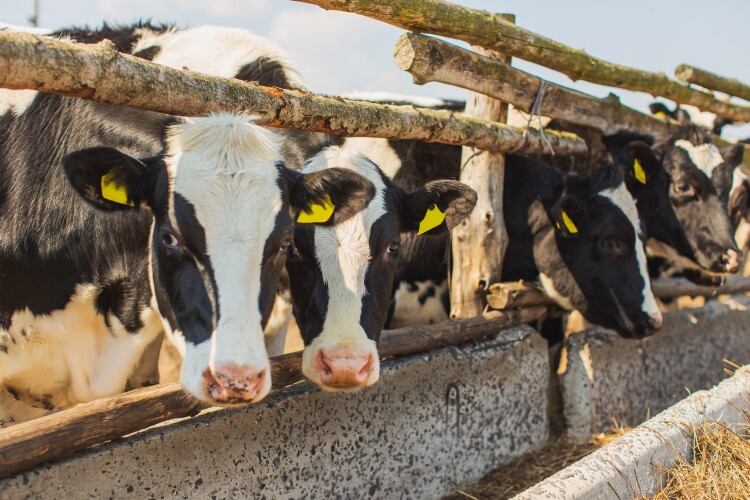 Farmers told to bolster biosecurity as HPAI spread ‘by no means on the downward trend’