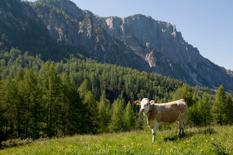 Is dairy linked to deforestation?