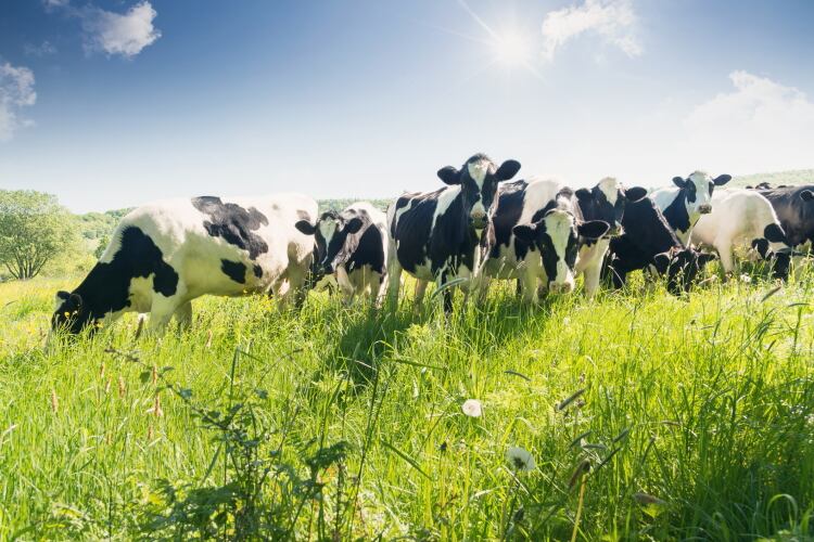 Nitrogen-rich, locally-produced: N2 Applied’s fertilizer system to be scaled up