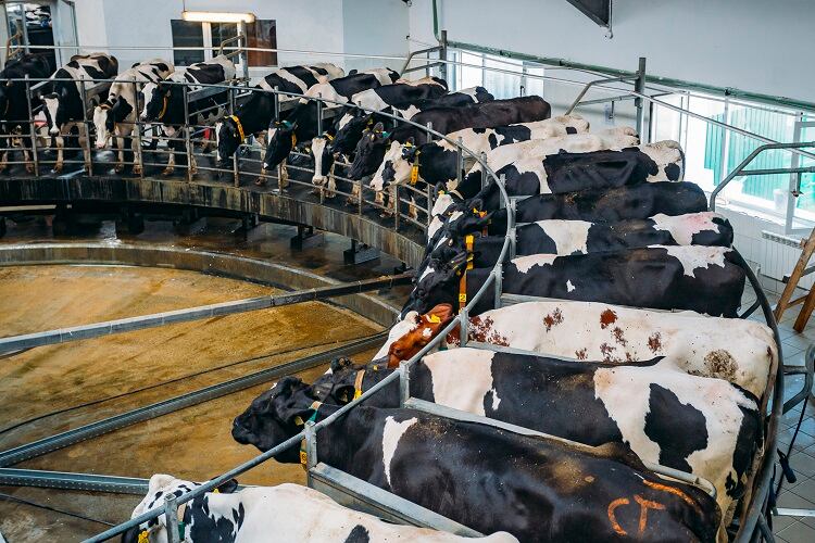 dairy-Vladimir-Zapletin.jpg