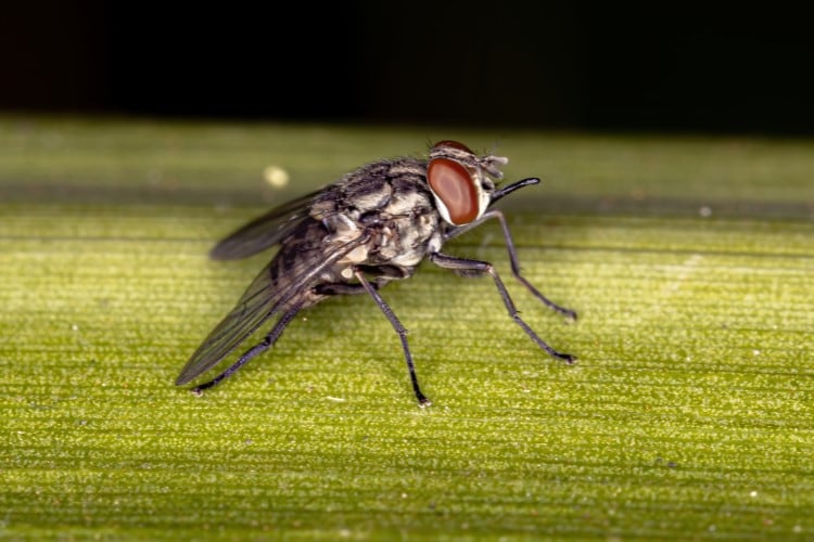 Biting-barn-flies-are-likely-carriers-of-bovine-mastitis-causing-bacteria.jpg