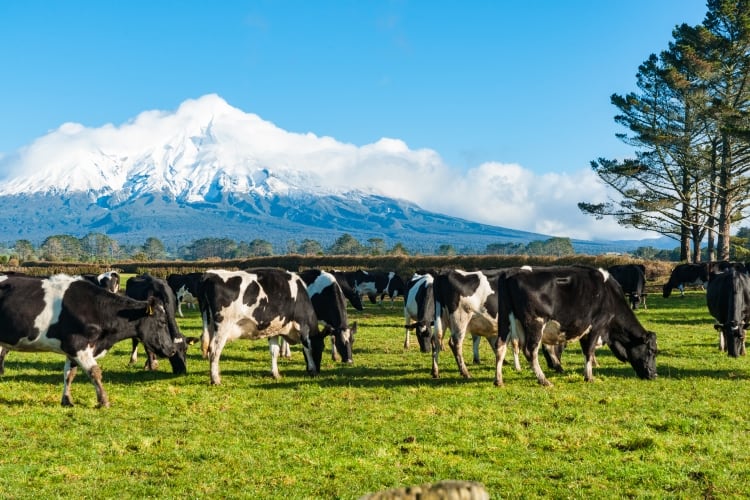 Fonterra farmers receive GHG profiles