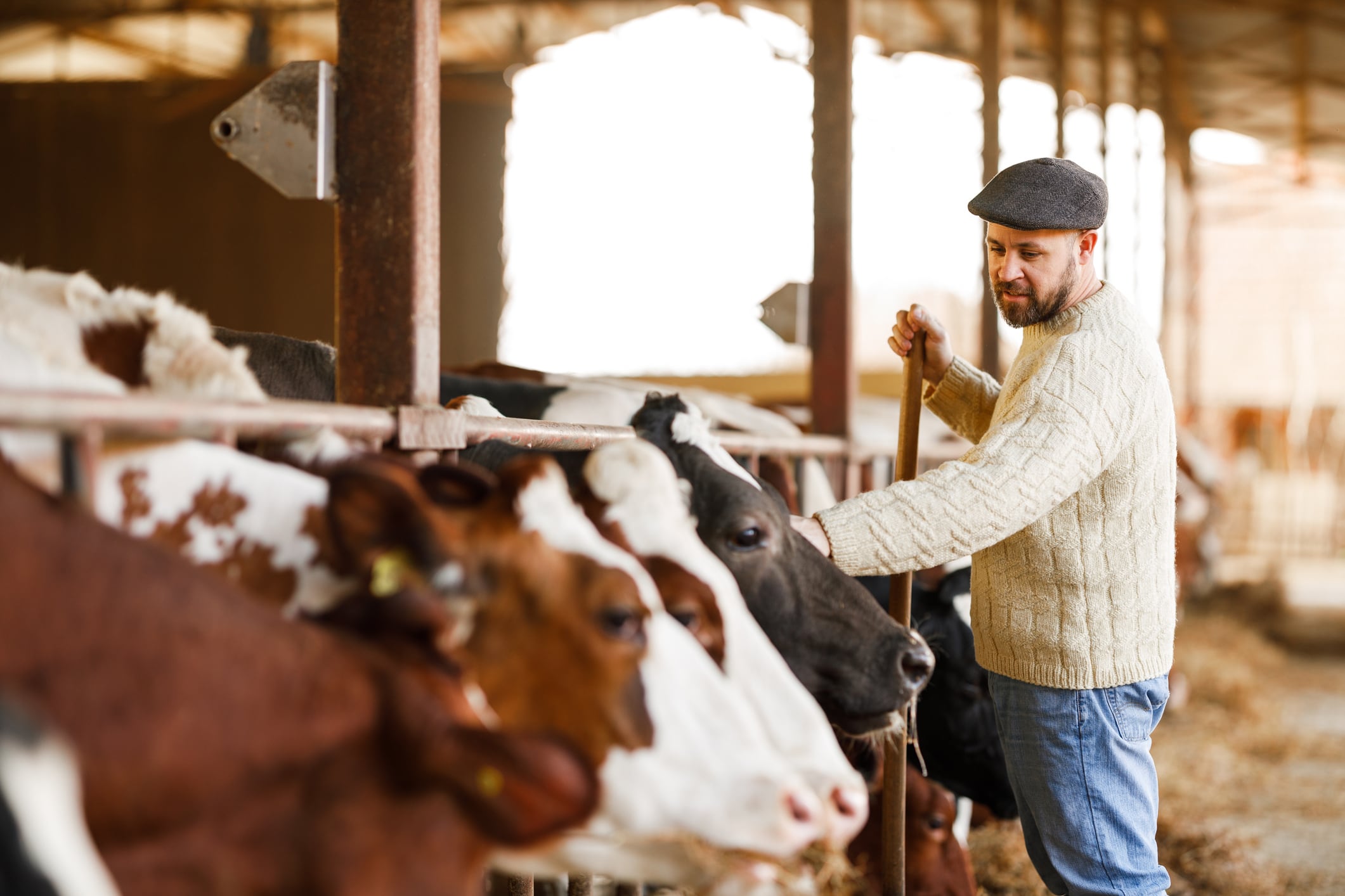 Studies link dairy cow personality traits to milk yields
