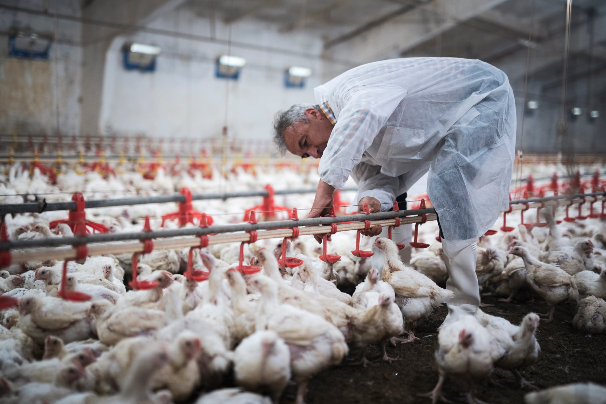 EU feed demand projected to decline over next 10 years