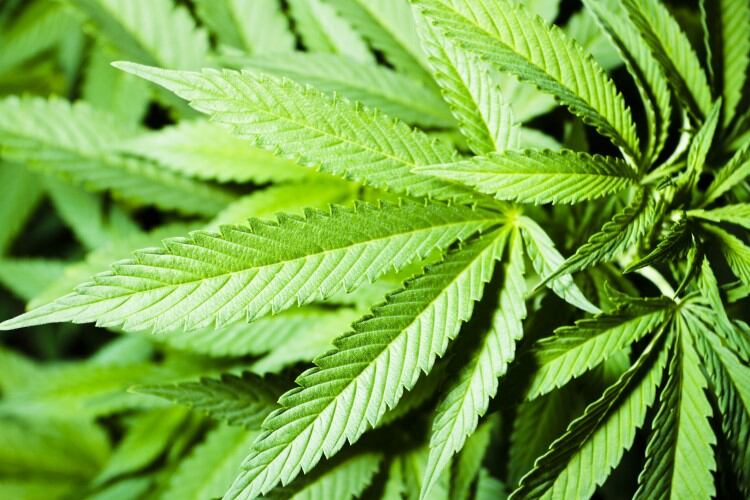 High cows? Study sheds light on effects of industrial hemp in cow’s feed