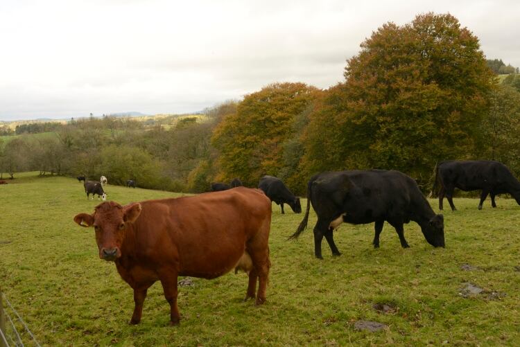 FAO and Global Dairy Platform publish dairy sector climate change report