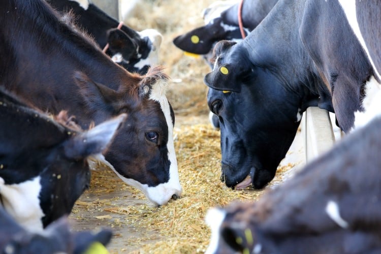 AI tool can detect lameness in cattle before visible signs appear