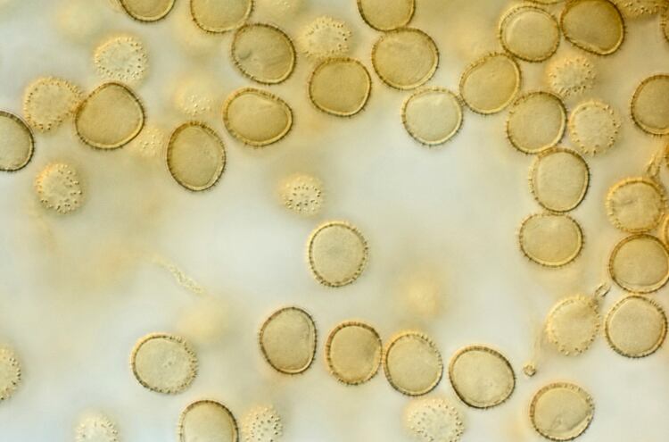 Relation-between-spores-in-milk-powders-and-predictability-of-spoilage-of-UHT-milk-products.jpg