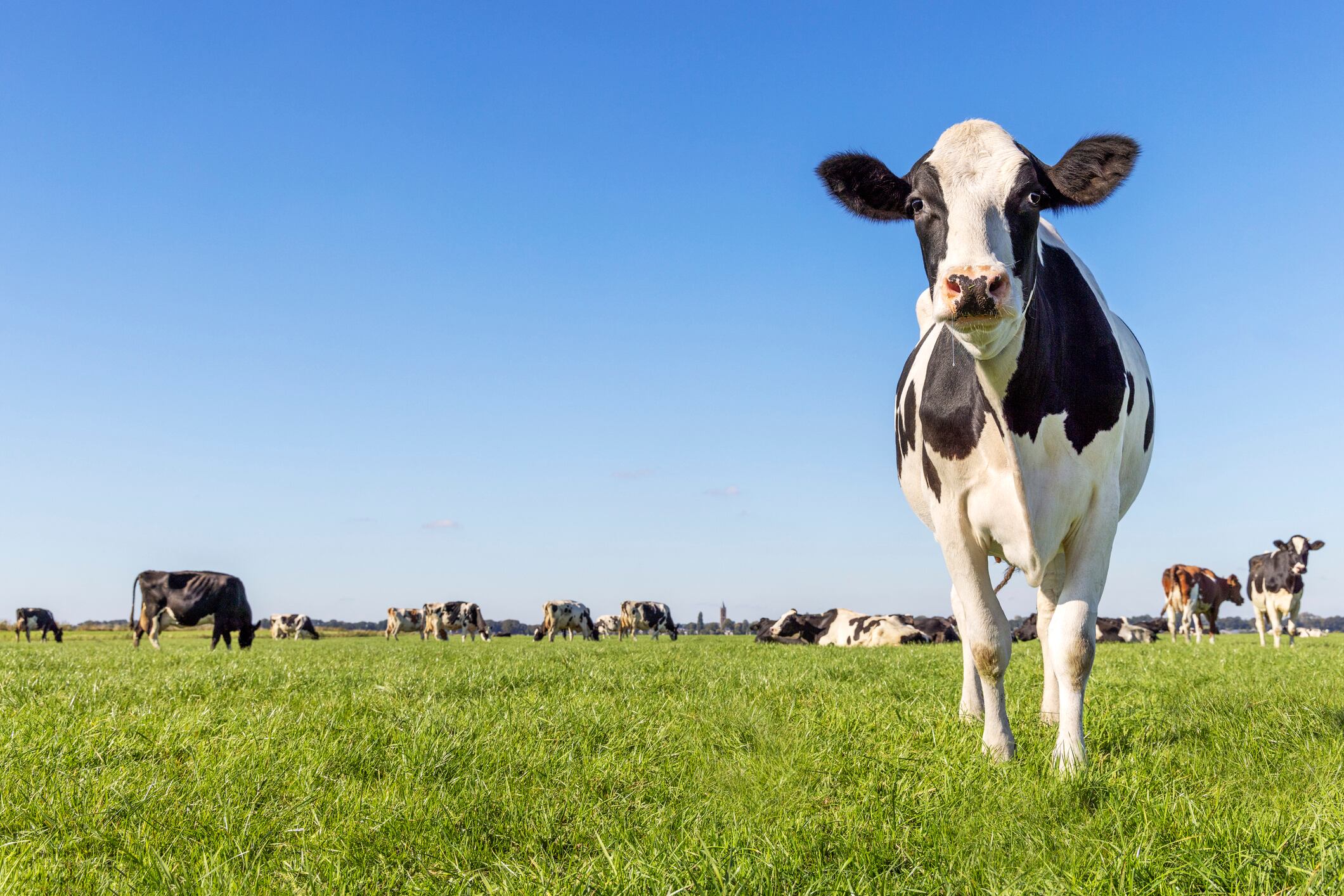 The Milk from Family Dairies Act addresses market consolidation and volatility in the dairy industry.
