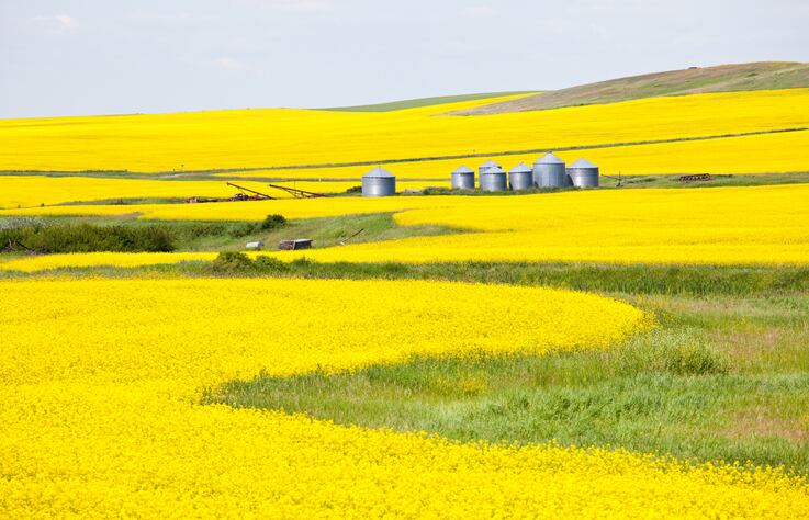 Canadian researchers identify canola lines with increased protein and reduced fiber