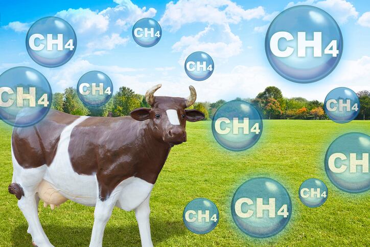 Cattle industry consortium awards first grant to curb methane emissions