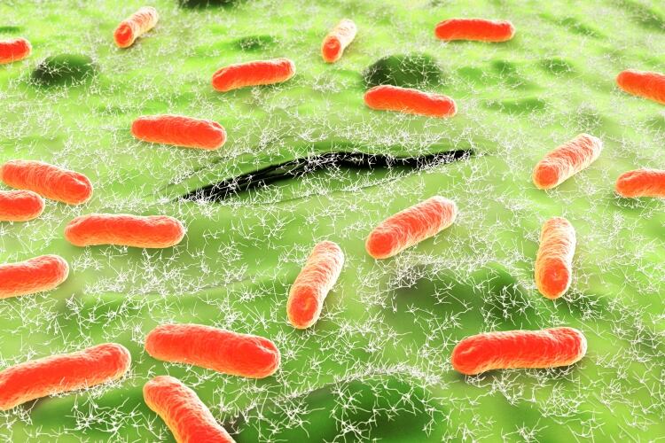 Researchers develop smartphone sensor for on-site detection of E. coli in milk