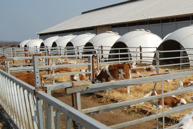 Ekosem-Agrar opens largest dairy facility in Siberia