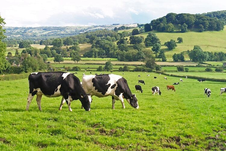 Climate-smart spotlight: California Dairy Research Foundation