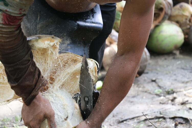 So Delicious Dairy Free launches coconut farmer support program