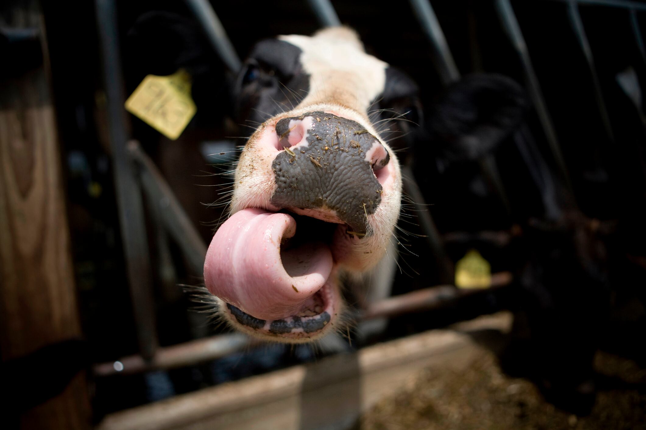 Close up of cow's nose and tongue
