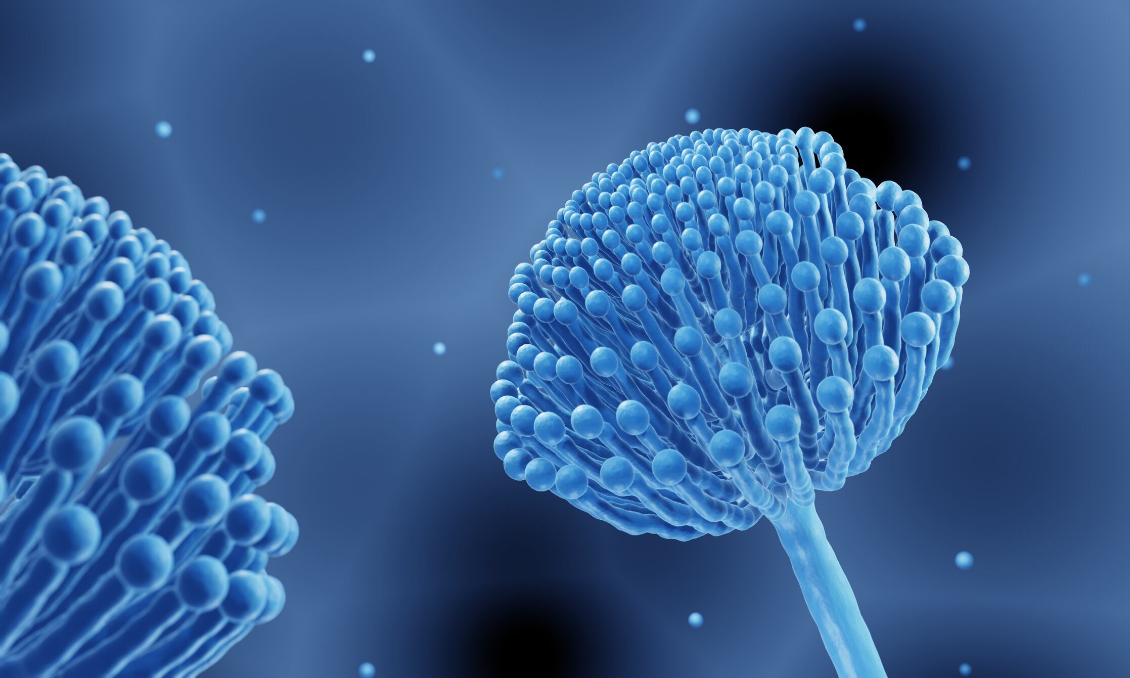 Mycotoxins