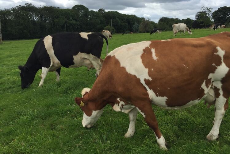 Aurivo to invest in sustainable liquid milk facility