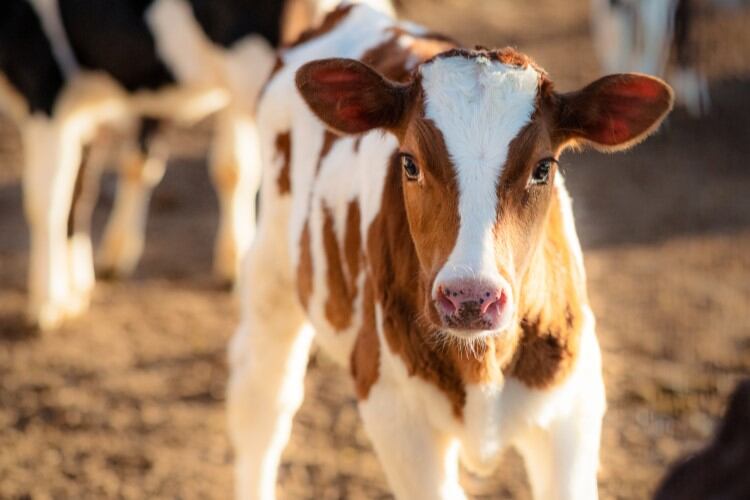 Irish ag minister launches dairy-beef systems action plan