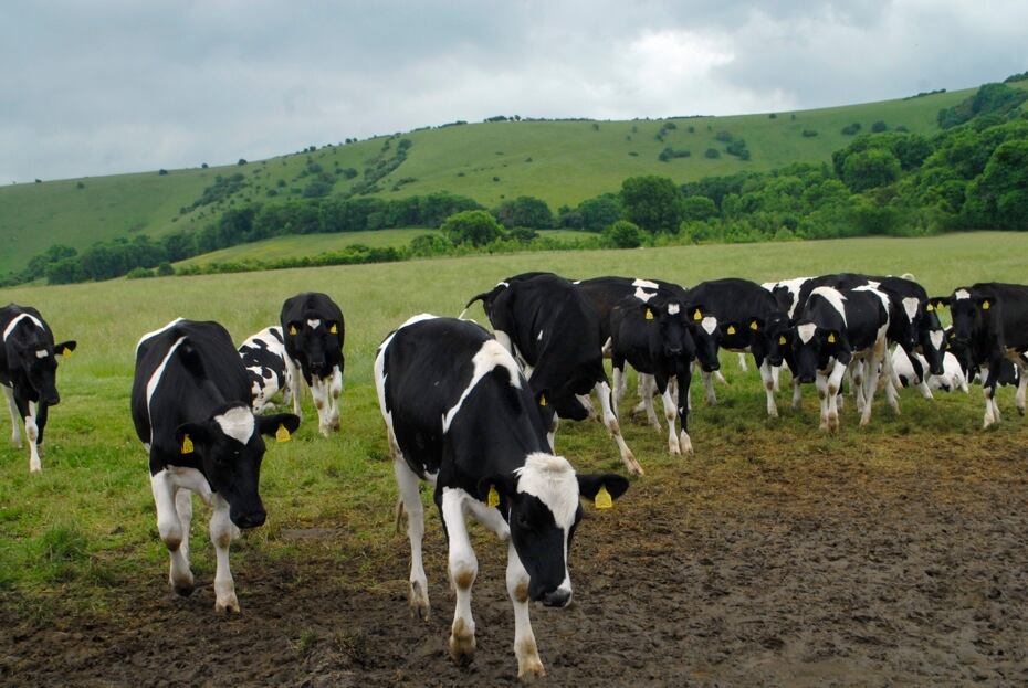 Dairy farmers call for immediate EU-wide implementation of crisis instrument