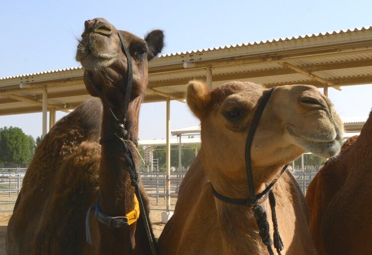 WATCH: Talking about camels at Camelicious