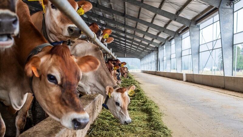 Tillamook makes animal welfare, sustainable packaging progress in 2023 Stewardship Report