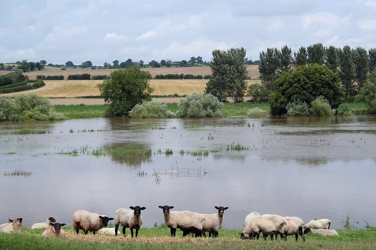 Sogflation-sheep-GettyImages-hmproudlove.jpg