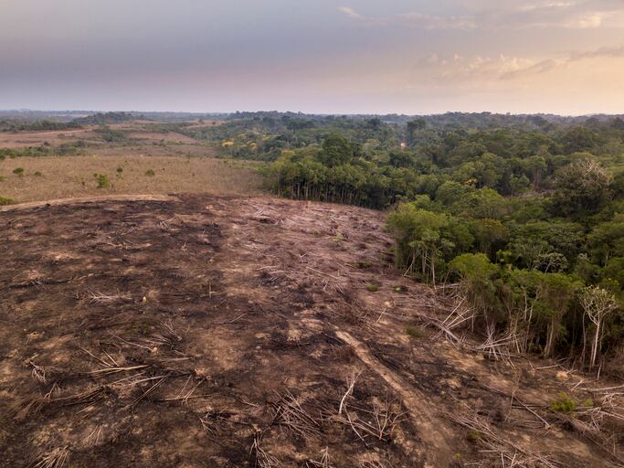 New data shows deforestation poses a massive financial risk to companies