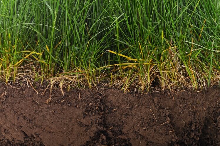 Good Culture partners with Dairy Farmers of America with Path To Pasture program