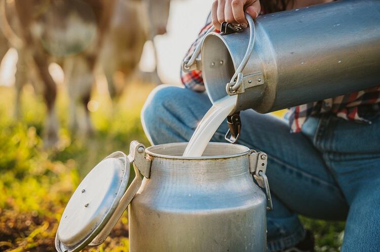 ‘A public health concern’: Can Campylobacter jejuni survive in raw milk?