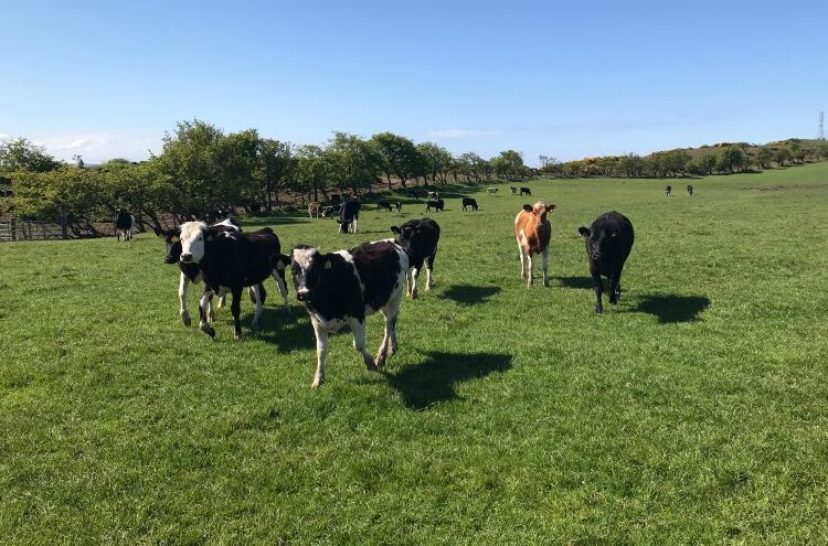 Maxum issues May global dairy commodity update
