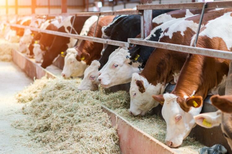 Fighting enteric emissions with precision probiotic: How Native Microbials’ USDA-backed solution can improve dairy milk’s carbon footprint