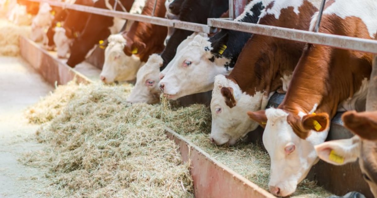 How Native Microbials’ USDA-backed Galaxis Frontier feed supplement can ...
