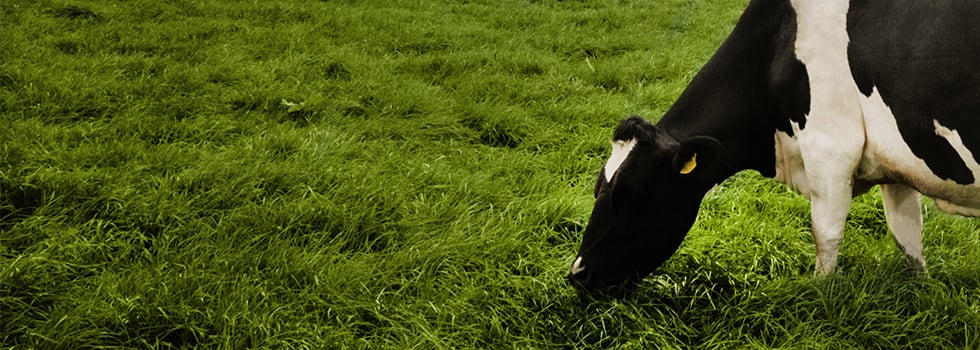 Irish-dairy-delivers-sustainable-consistent-and-reliable-global-supply.jpg