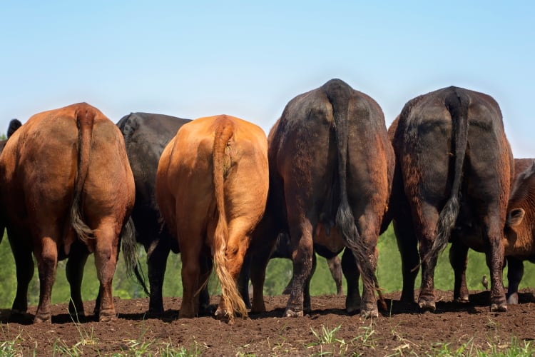 Pricing-emissions-Fury-over-New-Zealand-s-plan-to-charge-farmers-for-agricultural-emissions.jpg
