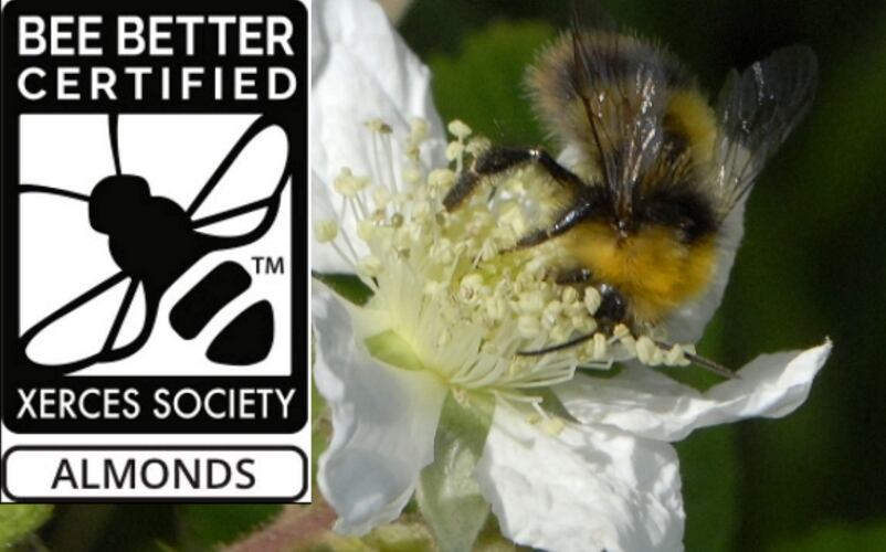 Häagen-Dazs buzzing for helping bees