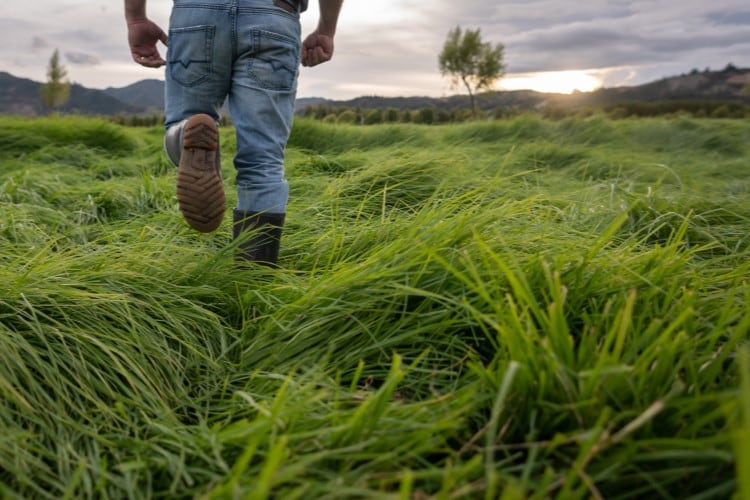 Winter washout may lead to mineral deficiencies in cattle