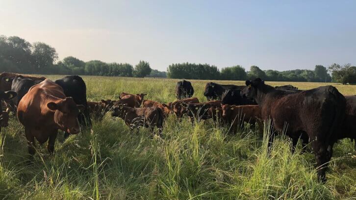 Regenerative grazing for carbon sequestration