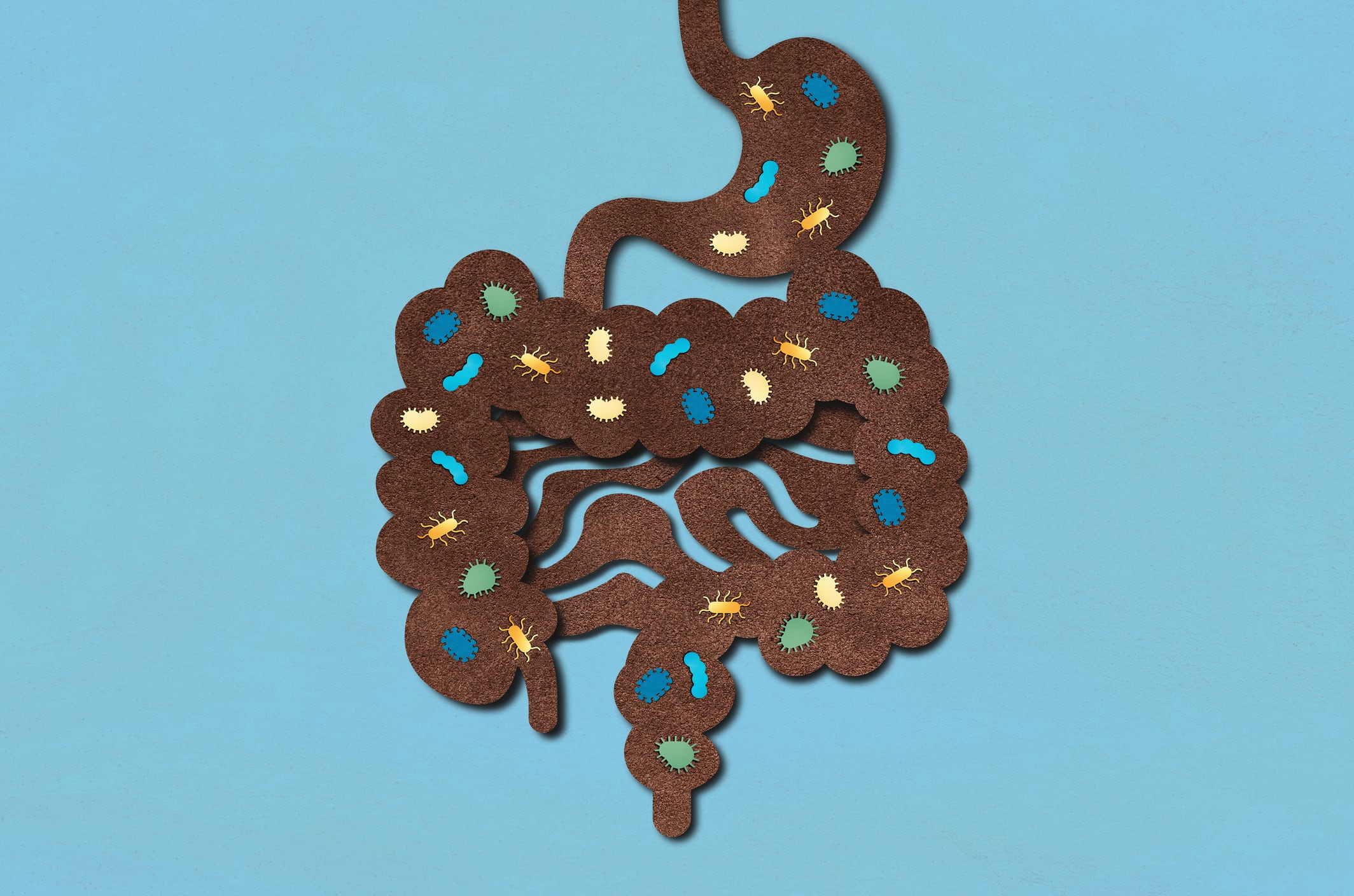 A ‘phyto-postbiotic’ produced by fermenting a chicory root extract using Akkermansia muciniphila may exert antioxidant and anti-inflammatory activity, and may hold promise in obesity