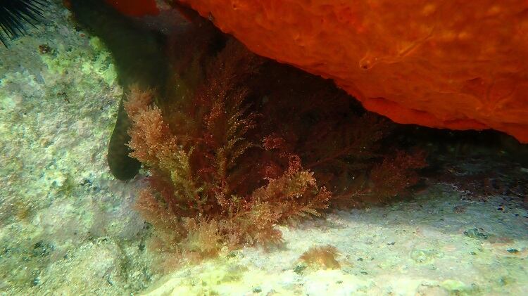 red-algae-AlexeyMasliy.jpg